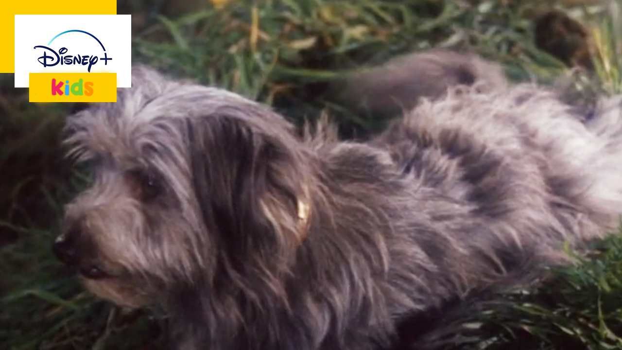 Disney: This true and heartwarming dog story will delight the whole family