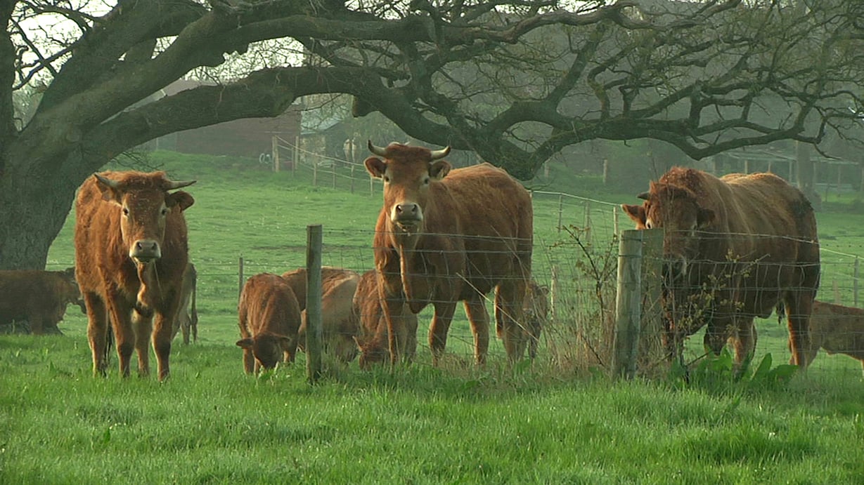 Photo Du Film Les Petits Gars De La Campagne Photo 8 Sur 9 Allocine