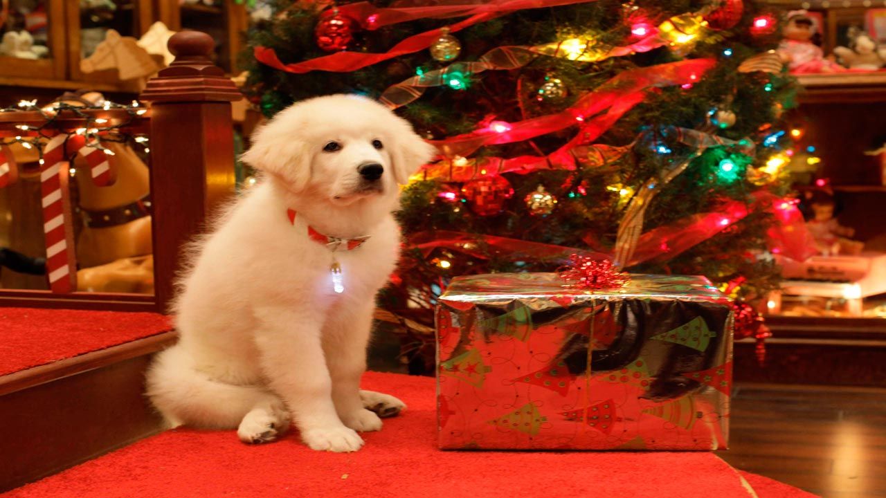 Photo du film La Mission de Chien Noël - Photo 3 sur 5 - AlloCiné
