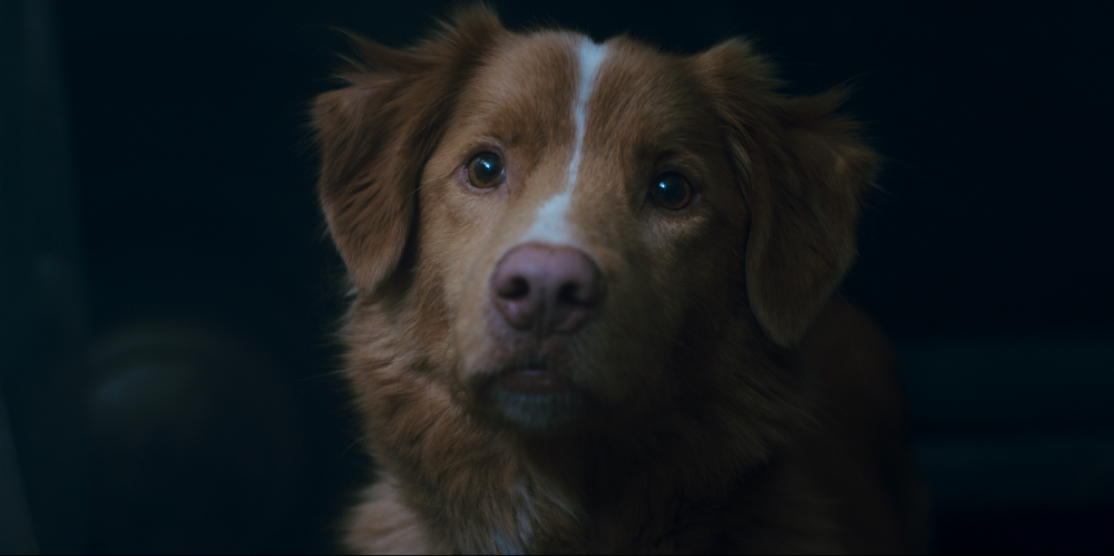 Good Boy : Photo