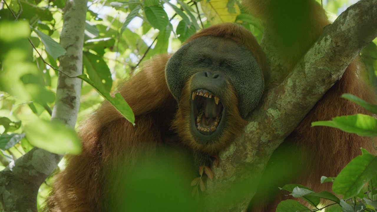 La Vie Secrète des Orangs-Outans : Photo