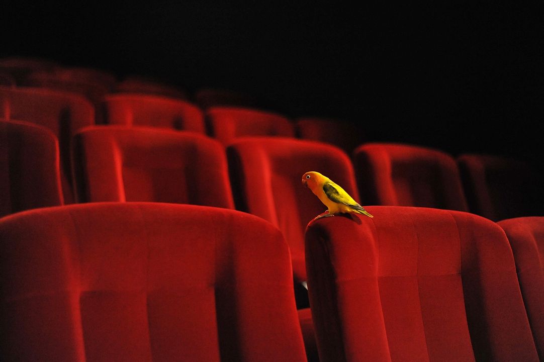 Les Oiseaux de Pluie : Photo