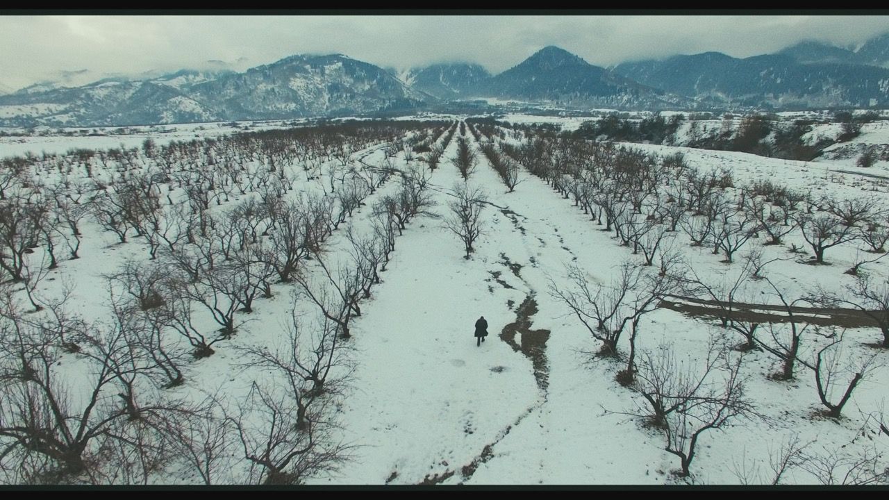 Pomme d’amour : Photo