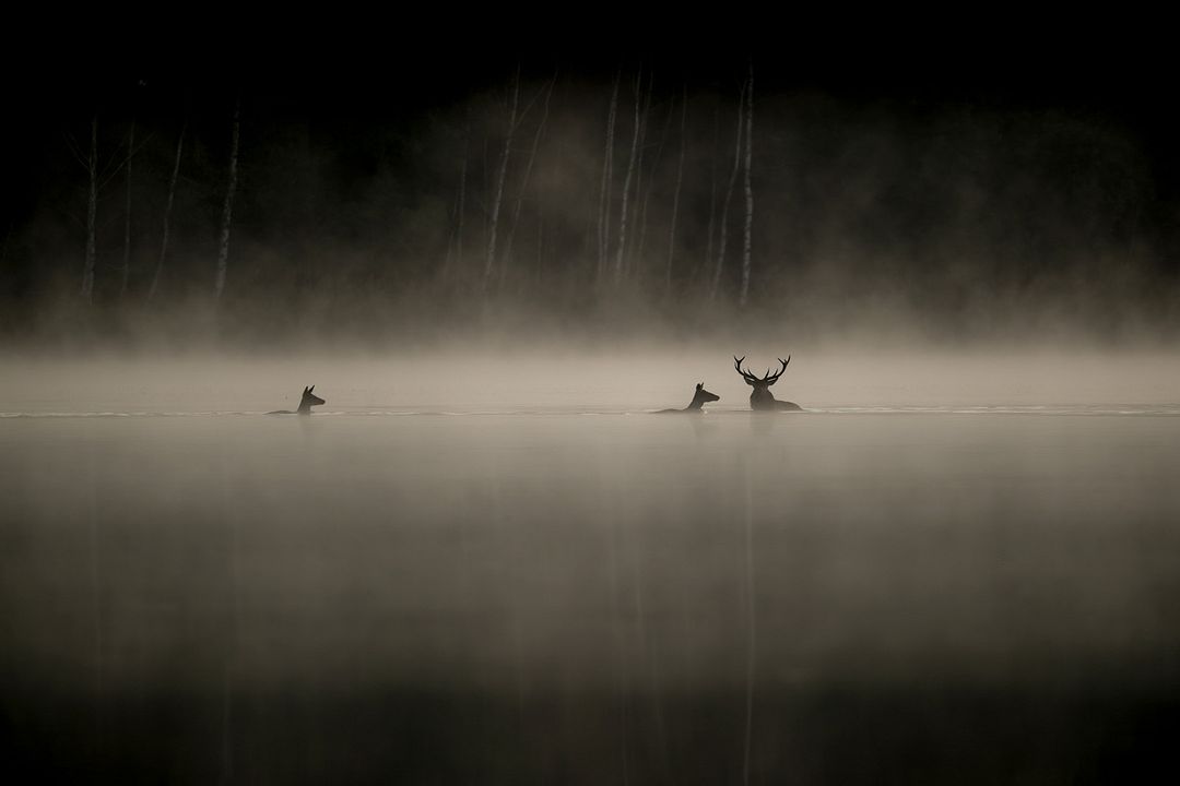 Le Chant des forêts : Photo