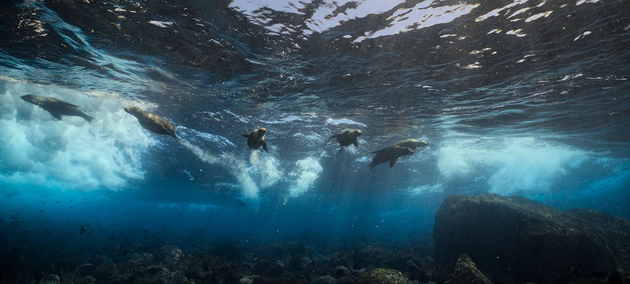Otaries des Galápagos : Photo