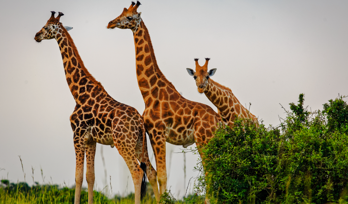Escape from Extinction Rewilding : Photo