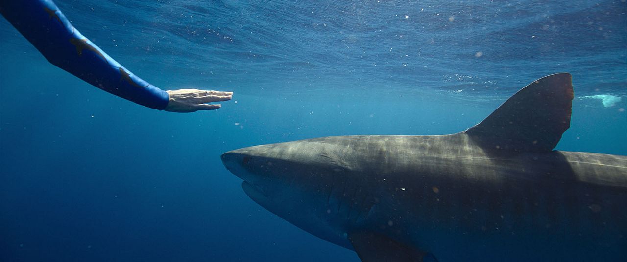 En paix avec les requins : Photo