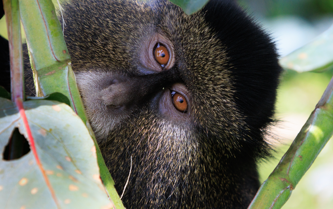 Escape from Extinction Rewilding : Photo