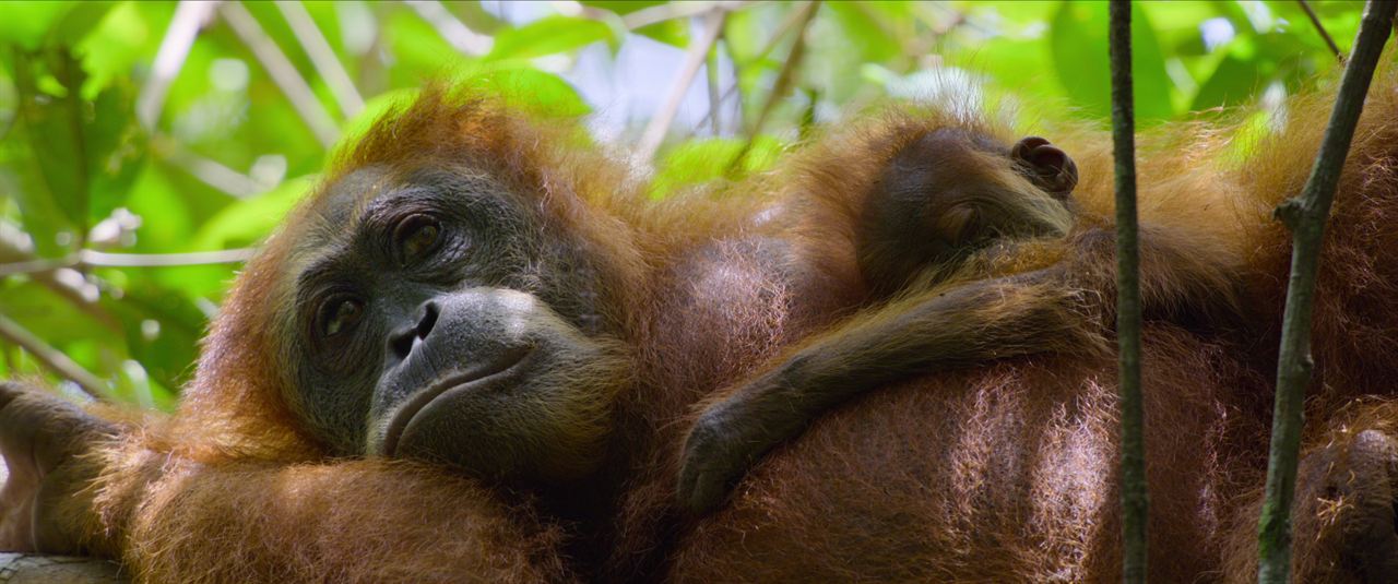 La Vie Secrète des Orangs-Outans : Photo