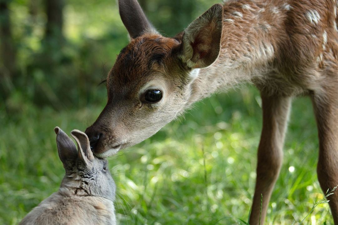 Bambi, L’histoire d’une vie dans les bois : Photo