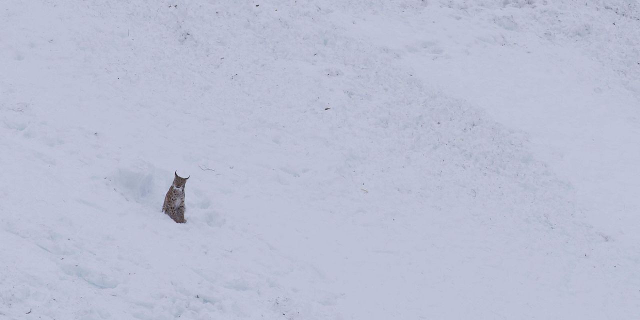 Le Temps des animaux : Photo