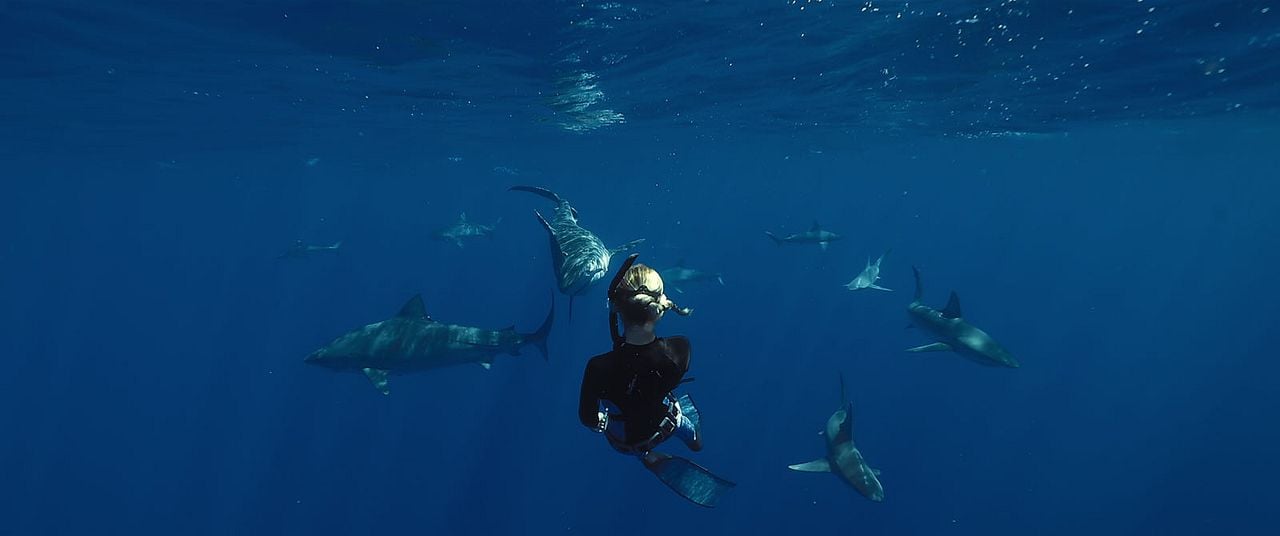 En paix avec les requins : Photo