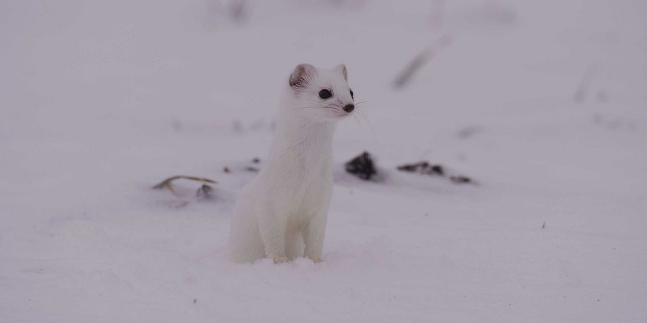 Le Temps des animaux : Photo
