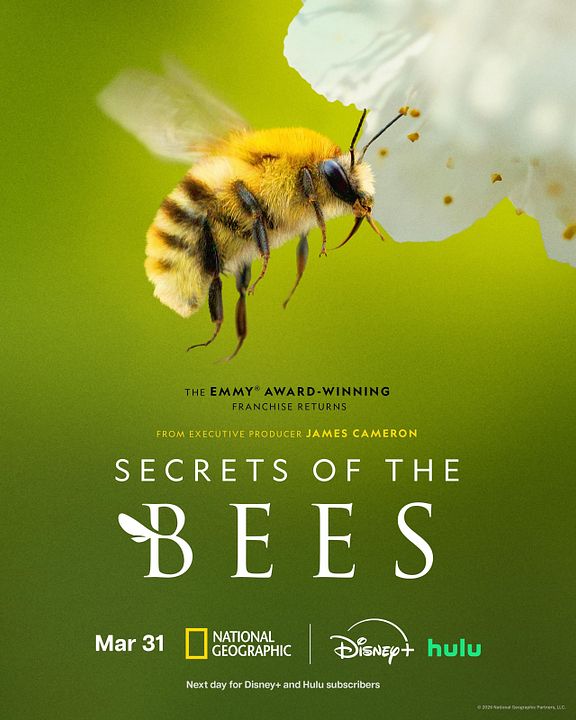 Les Secrets des abeilles  : Affiche