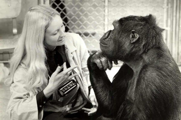 Koko, le gorille qui parle : Photo Penny Patterson, Barbet Schroeder