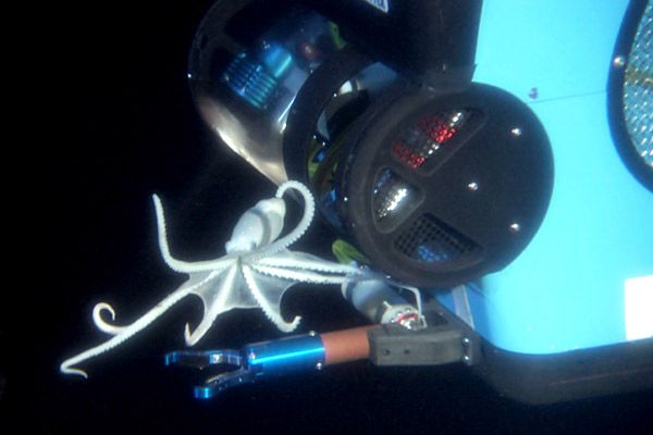 Aliens of the Deep : Photo