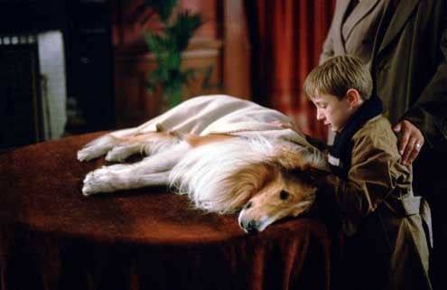 Lassie : Photo Jonathan Mason, Charles Sturridge