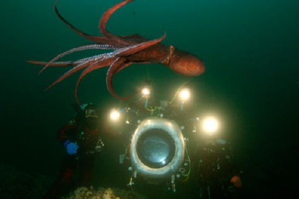 Deep Sea dansons sous la mer : Photo Howard Hall