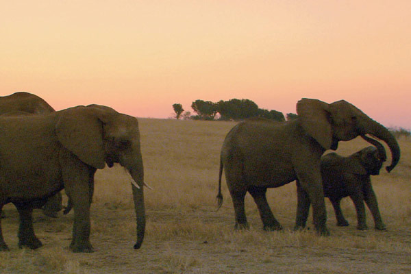 La Balade des éléphants : Photo Mario Andreacchio