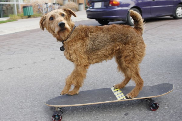 Rex, chien pompier : Photo Todd Holland