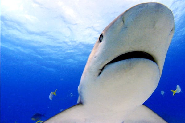 Les Seigneurs de la mer : Photo Rob Stewart