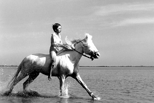 Crin blanc: Le cheval sauvage : Photo Albert Lamorisse