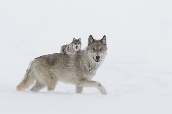 La Jeune fille et les loups : Photo