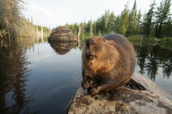 Mèche Blanche, les aventures du petit castor : Photo Philippe Calderon