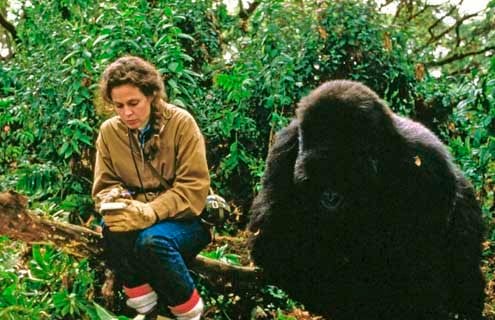 Gorilles dans la brume : Photo Michael Apted, Sigourney Weaver