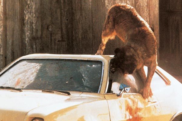 Cujo : Photo Lewis Teague