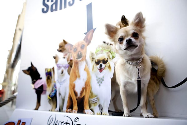 Le Chihuahua de Beverly Hills : Photo Raja Gosnell