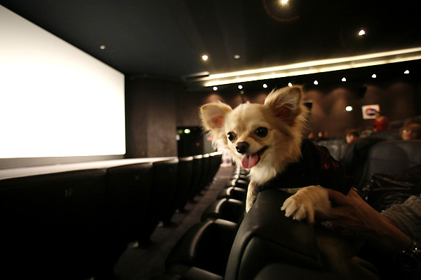 Le Chihuahua de Beverly Hills : Photo Raja Gosnell