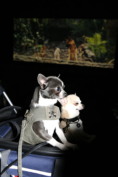 Le Chihuahua de Beverly Hills : Photo Raja Gosnell