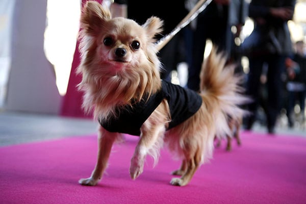 Le Chihuahua de Beverly Hills : Photo Raja Gosnell