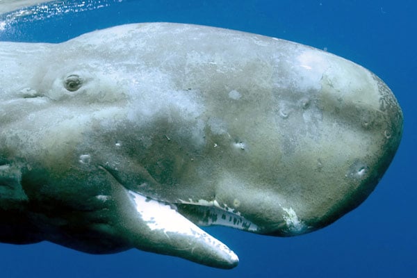 Dauphins et baleines 3D, nomades des mers : Photo Jean-Jacques Mantello