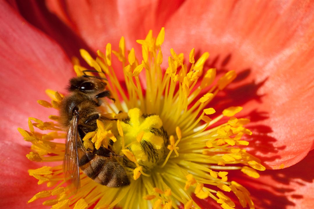 Pollen : Photo Louie Schwartzberg