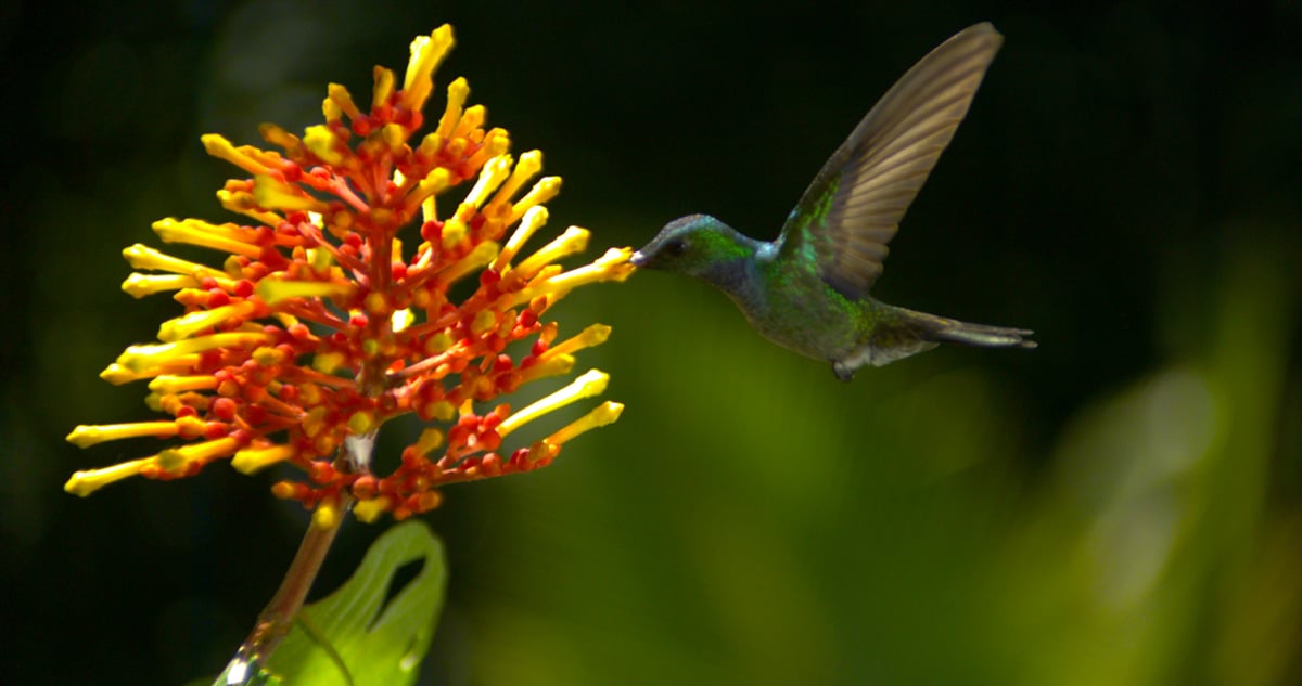 Pollen : Photo Louie Schwartzberg