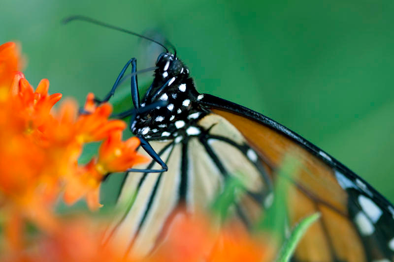 Pollen : Photo Louie Schwartzberg