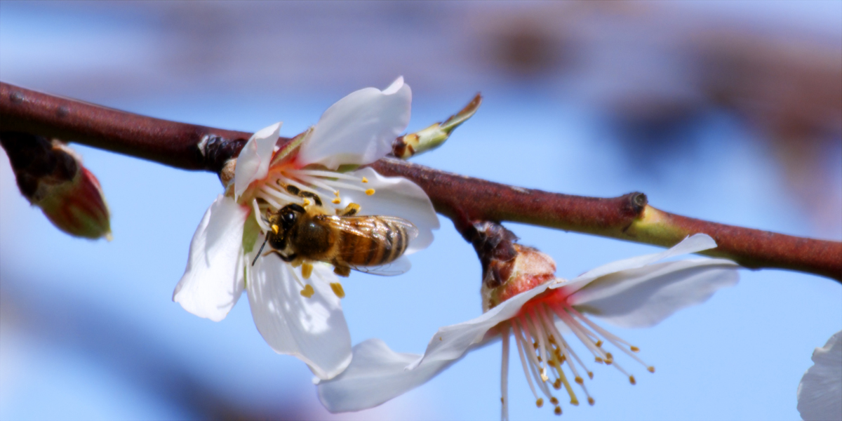 Pollen : Photo Louie Schwartzberg