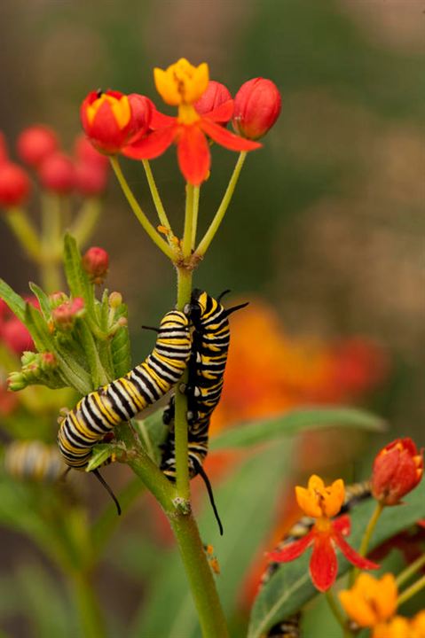 Pollen : Photo Louie Schwartzberg