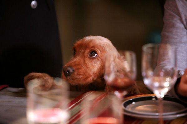 Bambou : Photo
