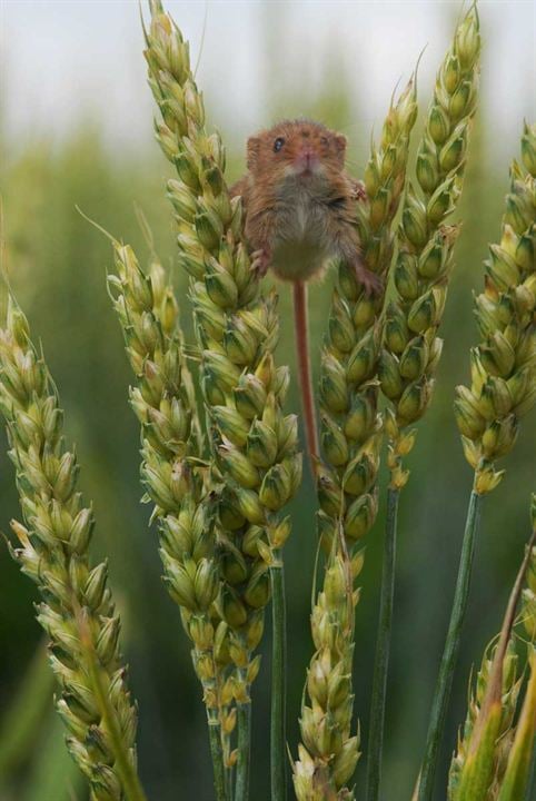 La Vie sauvage des animaux domestiques : Photo Dominique Garing, Frédéric Goupil