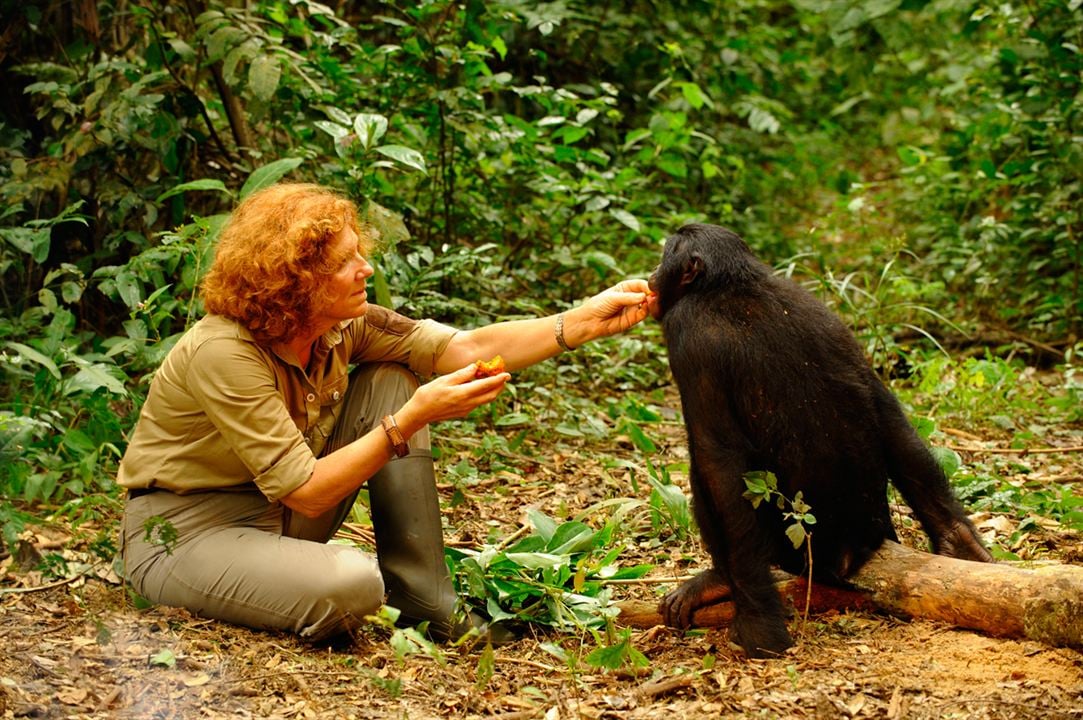 Bonobos : Photo Alain Tixier, Claudine André