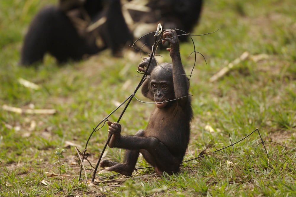 Bonobos : Photo Alain Tixier