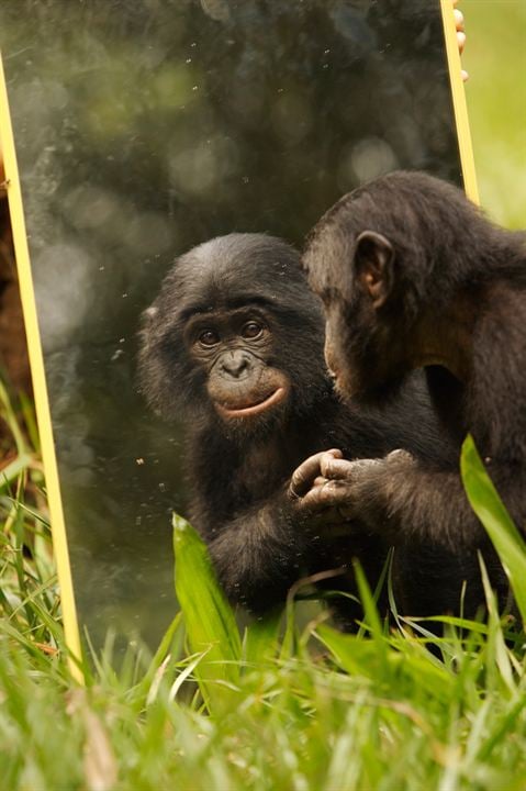 Bonobos : Photo Alain Tixier