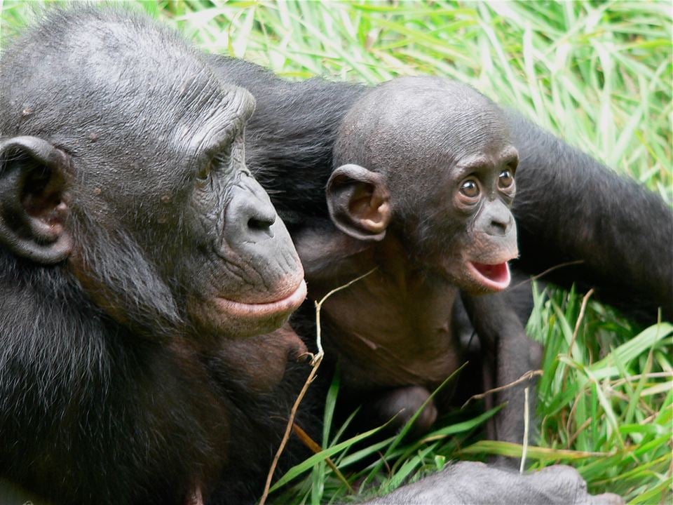 Bonobos : Photo Alain Tixier