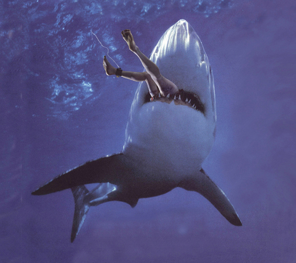 Killer Shark : Photo