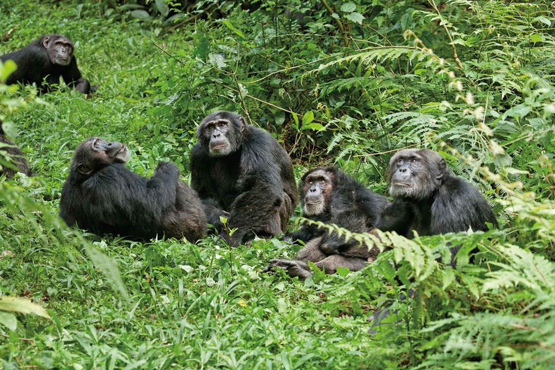 Chimpanzés : Photo Alastair Fothergill, Mark Linfield