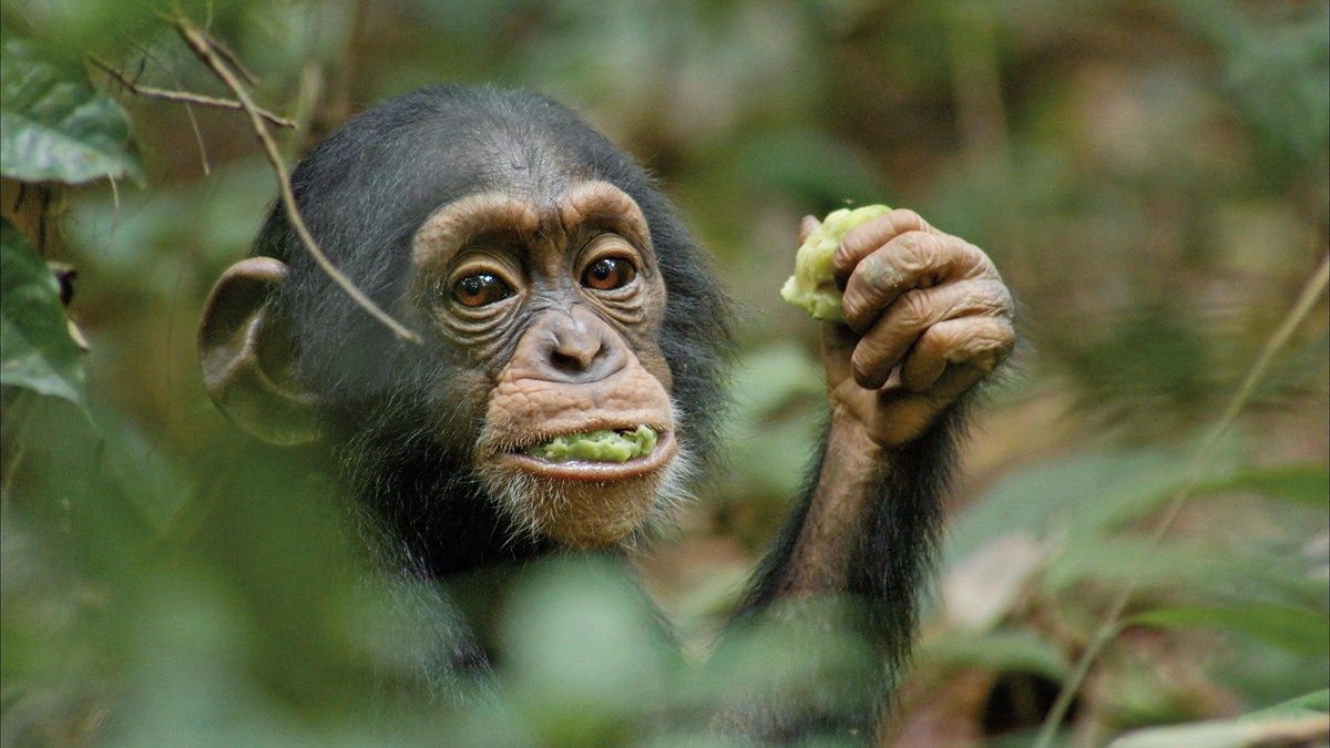 Chimpanzés : Photo