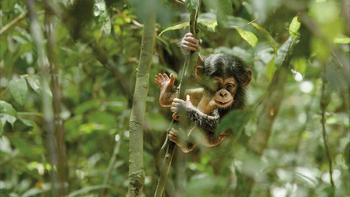 Chimpanzés : Photo